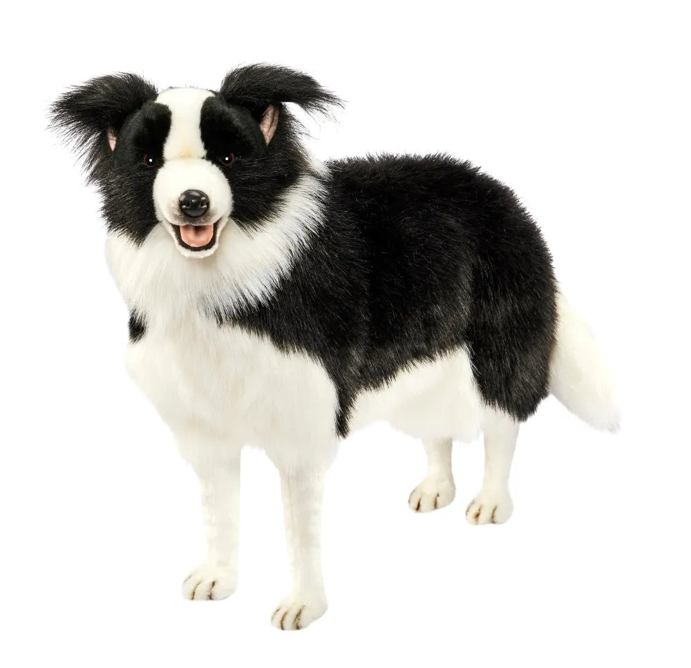 (A) Border Collie Standing 65cmH
