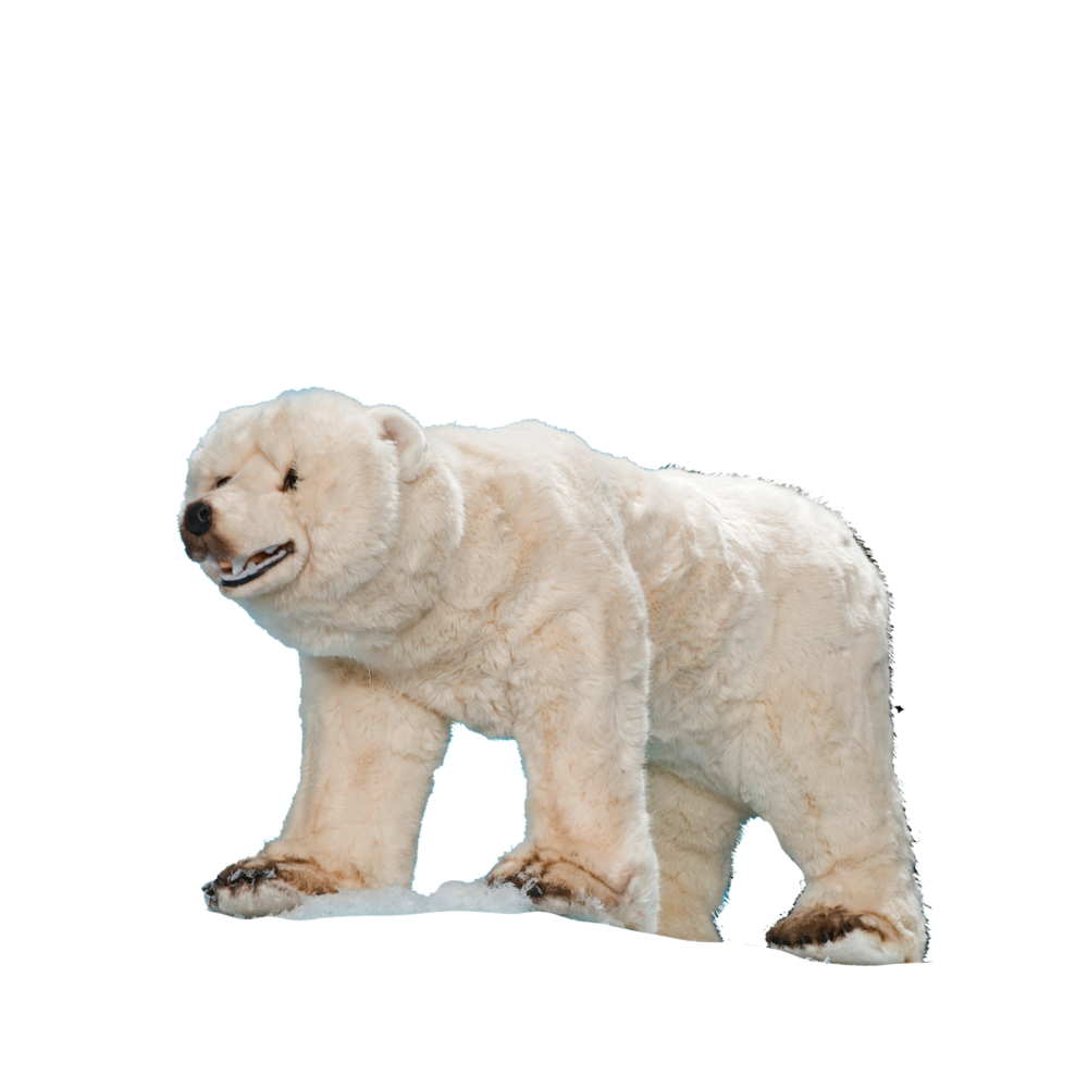 A standing polar bear on all fours