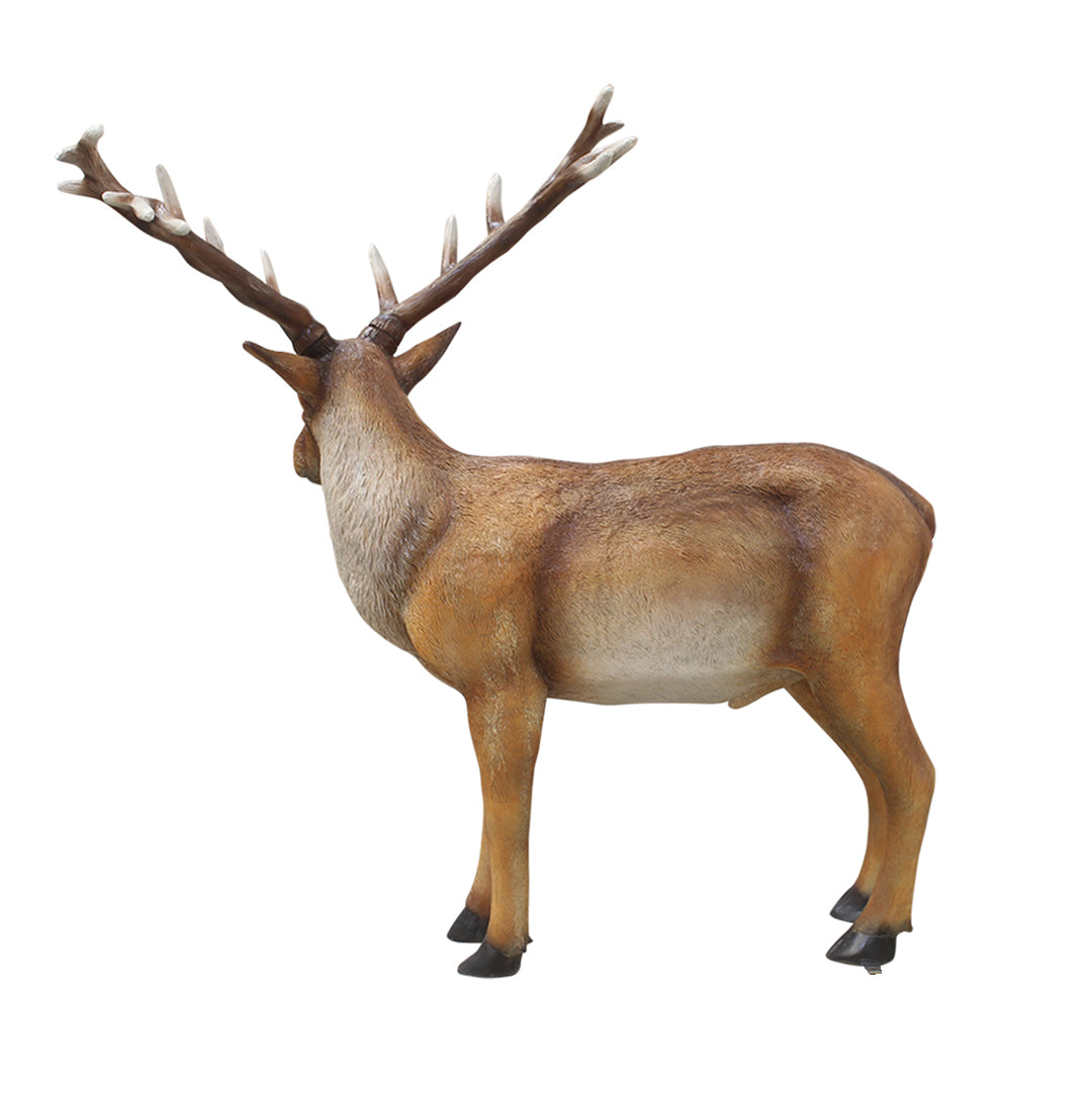 Stag