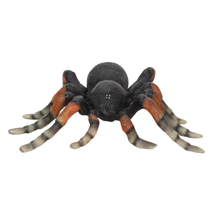 A spider tarantula facing front