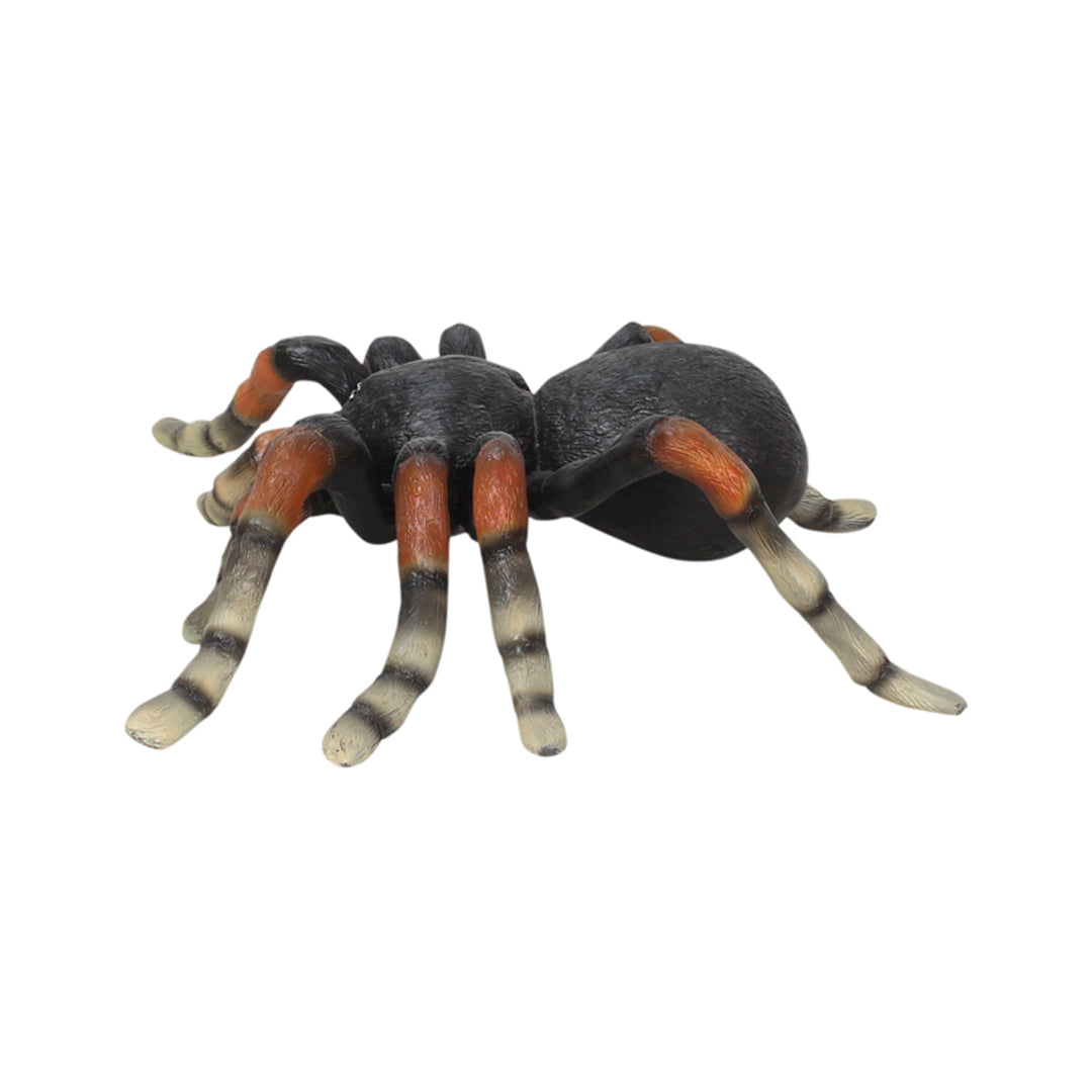 A tarantula sideview