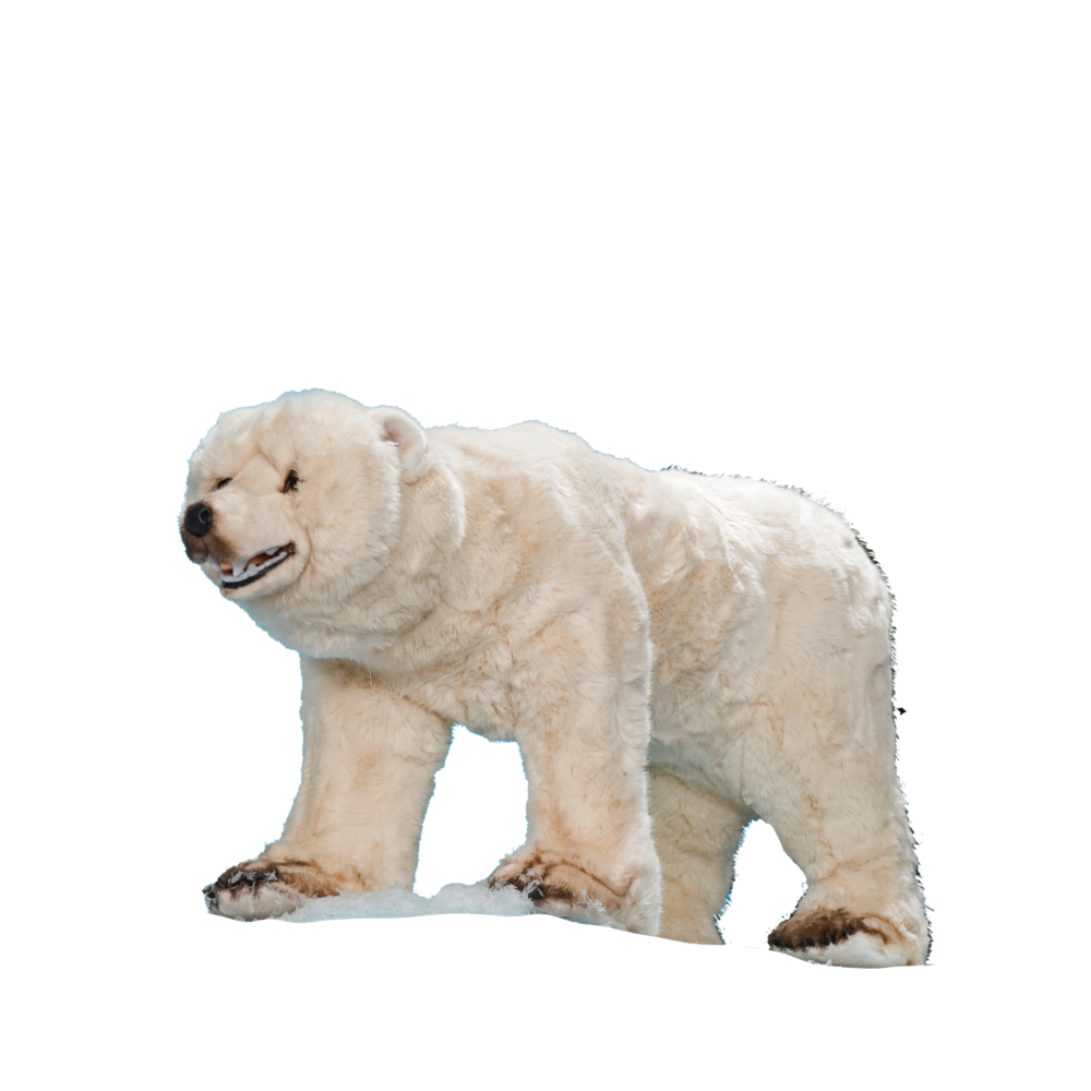 Polar Bear Standing