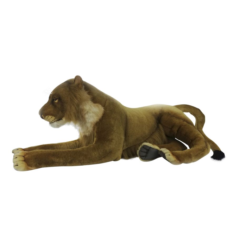 Lioness Laying