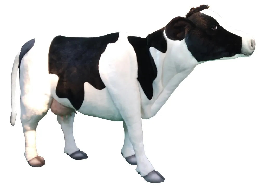 (A) Cow 128cmH