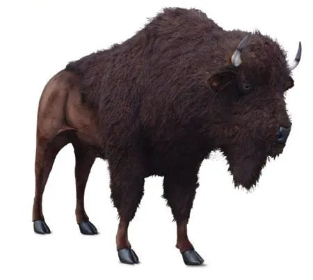 American Bison 240cmL